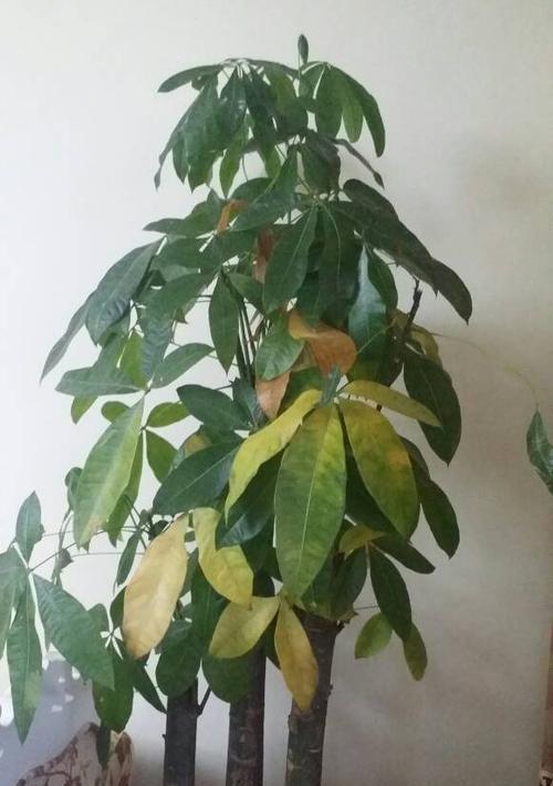 发财树买来刚种需要浇水吗？多久浇一次效果最佳？