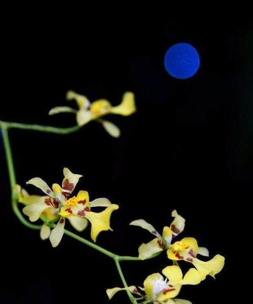 中秋时节代表性的花卉有哪些？它们各自有什么含义？