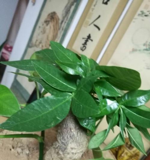 发财树没根能活吗？如何正确种植无根发财树？