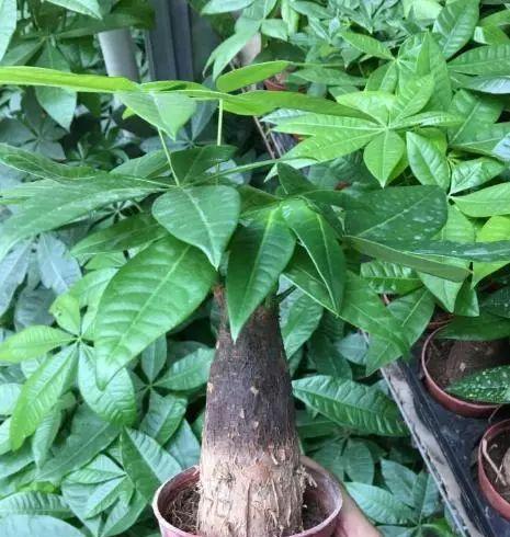 发财树没根能活吗？如何正确种植无根发财树？