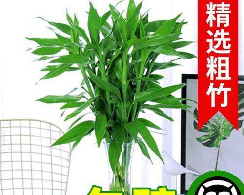 发财树没根能活吗？如何正确种植无根发财树？