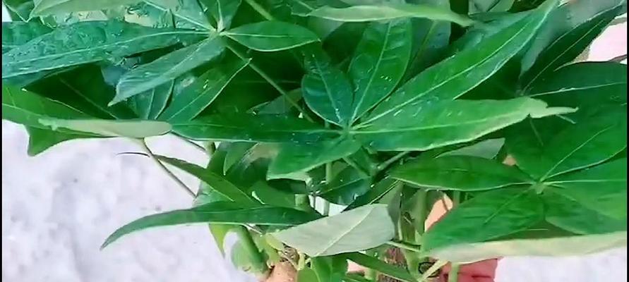 发财树能耐多低的温度？冻死的临界温度是多少？