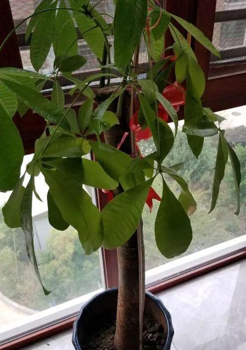 发财树能耐多低的温度？冻死的临界温度是多少？