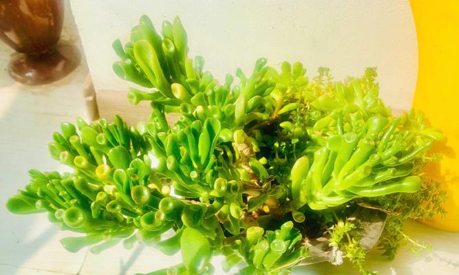 代表自由的植物有哪些？它们各自有什么特点？