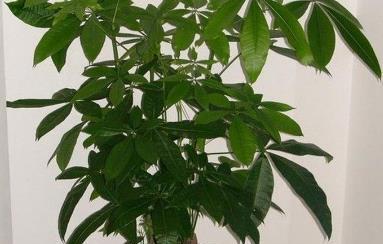 发财树能养多久？如何延长其寿命？