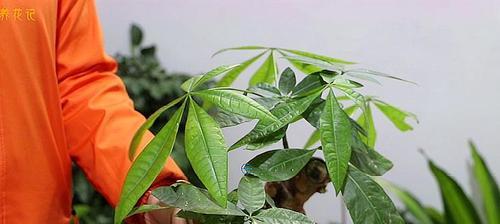 发财树冬天怕冷吗？如何防止冻害？