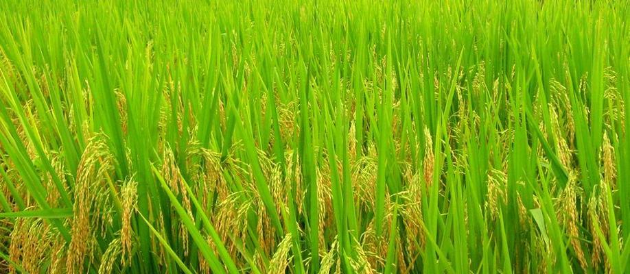 稻谷代表的生肖是什么？如何通过稻谷了解生肖文化？