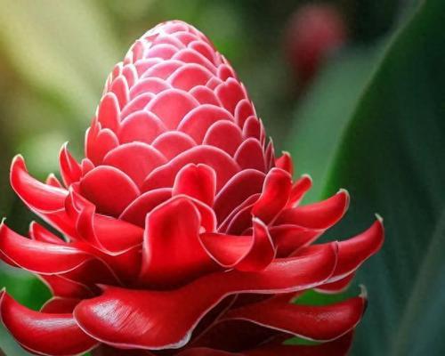 灯笼花代表什么？灯笼花的象征意义有哪些？