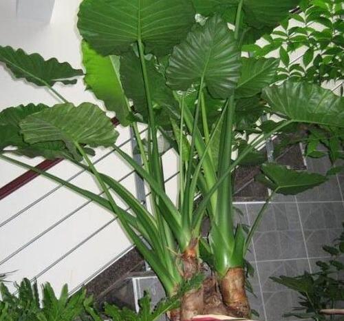 滴水观音开花好吗？其风水寓意是什么？