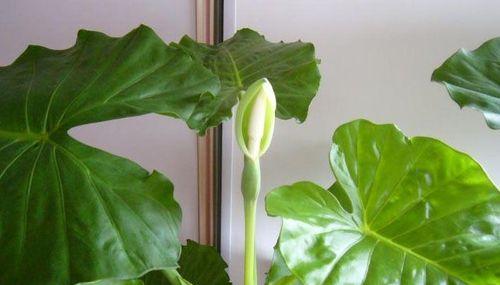 滴水观音开花好吗？其风水寓意是什么？