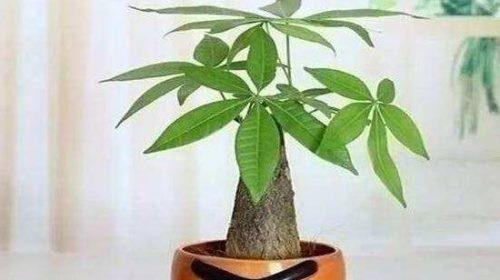 发财树换盆的最佳时机是什么时候？换盆后如何护理？
