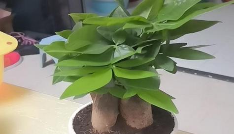 发财树换盆的最佳时机是什么时候？换盆后如何护理？