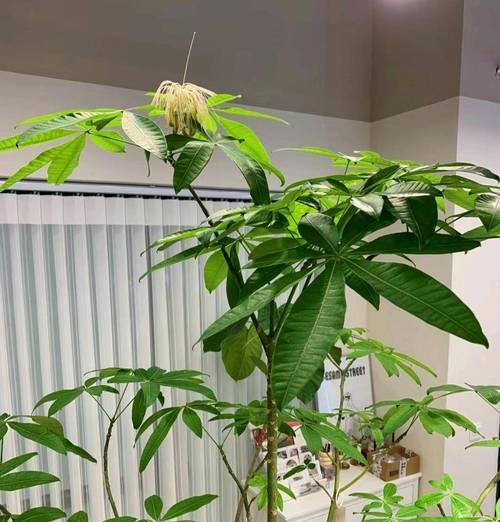 发财树开花时间及寓意是什么？