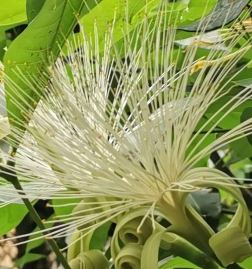 发财树开花时间及寓意是什么？