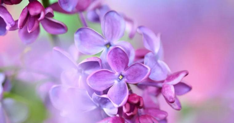 丁香花的花语含义是什么？如何解读丁香花的象征意义？