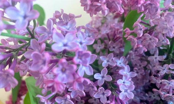 丁香花的花语含义是什么？如何解读丁香花的象征意义？