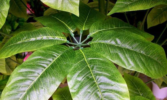 发财树属于木本植物吗？常见问题解答