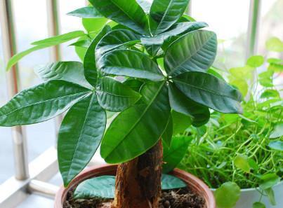 发财树是热带植物吗？如何正确养护发财树？