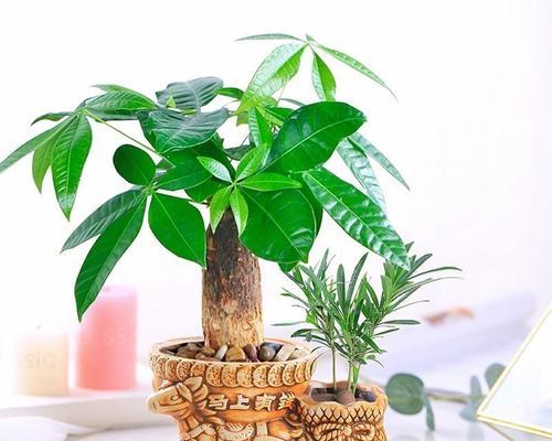 发财树是什么植物？它有哪些特点和养护方法？