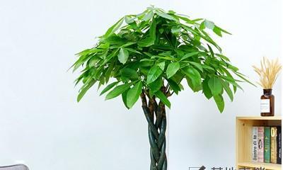 发财树是什么植物？它有哪些特点和养护方法？