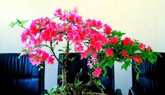 杜鹃花的风水寓意是什么？最佳摆放位置在哪里？