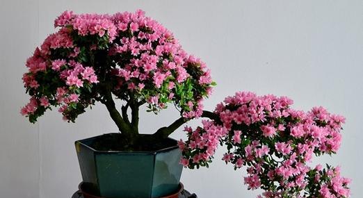 杜鹃花的风水寓意是什么？最佳摆放位置在哪里？