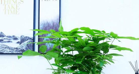 发财树喜不喜欢阳光？光照需求与养护技巧解析？