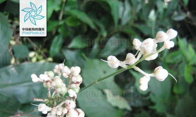杜若的花语是什么？杜若寓意有哪些常见疑问解答？