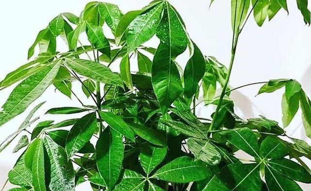 发财树喜欢太阳吗？光照需求与养殖技巧解析？
