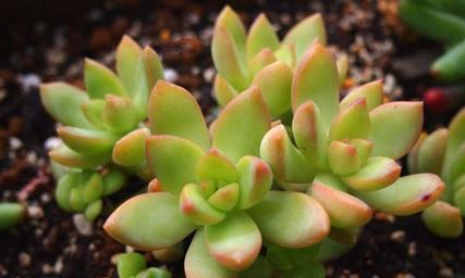 多肉植物的花语含义是什么？如何挑选寓意好的多肉？
