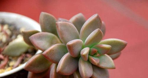 多肉植物的花语含义是什么？如何挑选寓意好的多肉？