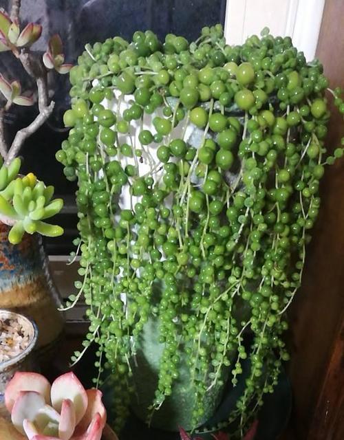 多肉植物象征着什么？它们的含义有哪些常见问题？