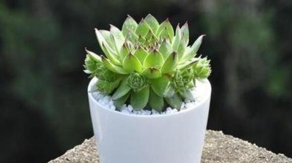 多肉植物象征着什么？它们的含义有哪些常见问题？