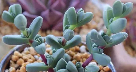 多肉植物象征着什么？它们的含义有哪些常见问题？