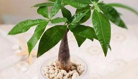 发财树喜阴还是喜阳光？如何正确养护发财树？