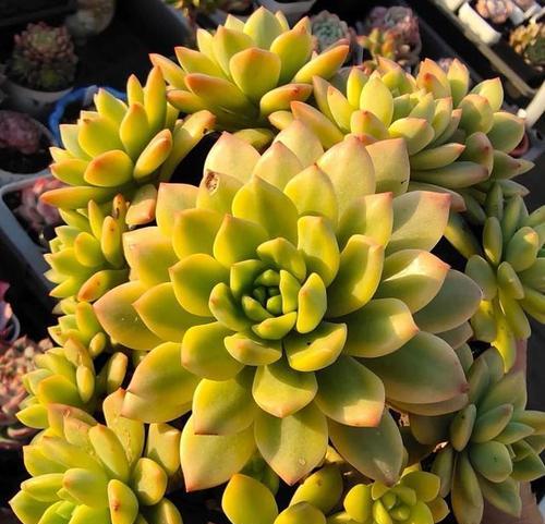 多肉植物送人有什么特别含义？花语和寓意是什么？