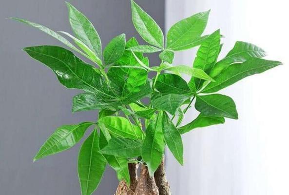 发财树喜阴还是喜阳光？如何正确养护发财树？