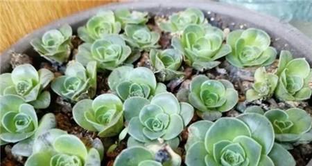 多肉植物送人有什么特别含义？花语和寓意是什么？