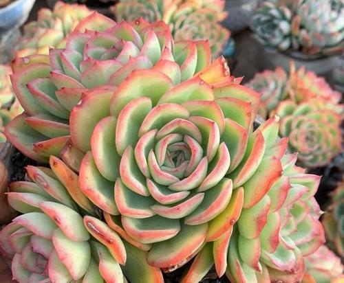 多肉植物的花语是什么？它们代表了哪些意义？