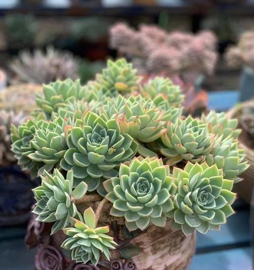多肉植物的花语是什么？它们代表了哪些意义？