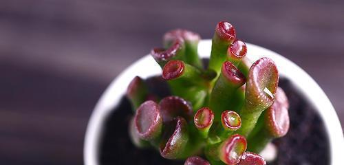 多肉植物在风水中代表什么？如何摆放以带来好运？