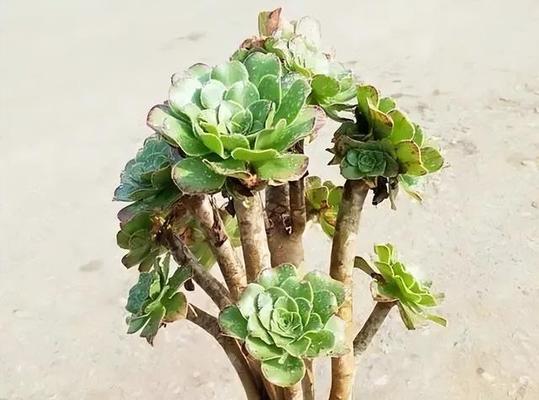 多肉法师的花语象征是什么？它有哪些寓意？