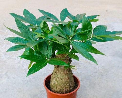 发财树小盆栽怎么养殖？有哪些注意事项？