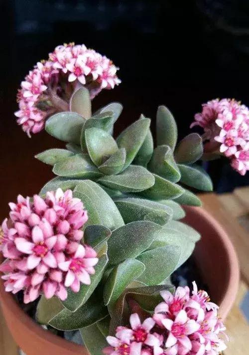 多肉开花真的好吗？风水中多肉开花的寓意是什么？