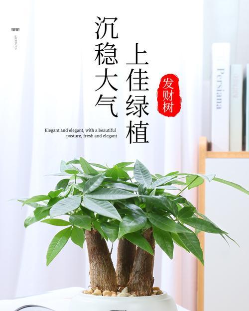发财树小盆栽怎么养殖？有哪些注意事项？
