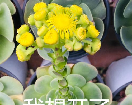 多肉开花的寓意是什么？开花预示着什么含义？