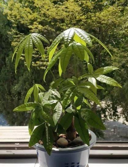 发财树长得太快需要剪枝吗？修剪方法是什么？