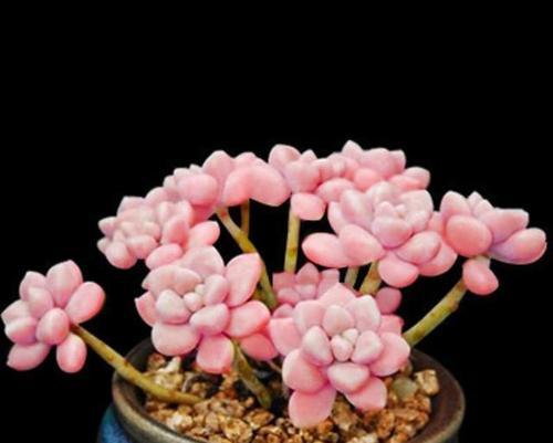 多肉植物开花代表什么？如何正确解读多肉的花语？