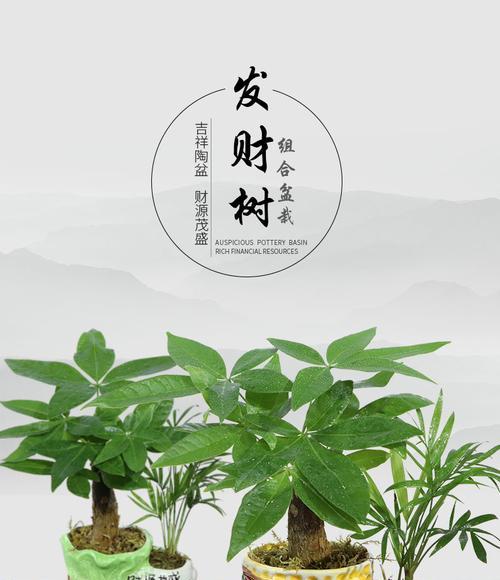 发财树养几棵好？家里养多少棵发财树合适？