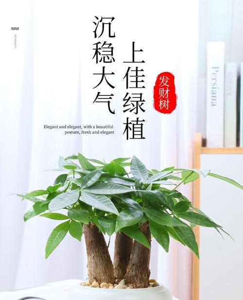发财树应该养在室内还是室外？环境适应性如何？